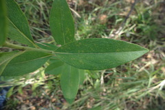 Blepharispermum subsessile